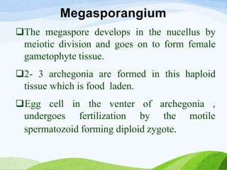 Megasporangium
The megaspore develops in the nucellus by
meiotic division and goes on to form female
gametophyte tissue.
2- 3 archegonia are formed in this haploid
tissue which is food laden.
Egg cell in the venter
undergoes fertilization
of archegonia ,
by the motile
spermatozoid forming diploid zygote.
 