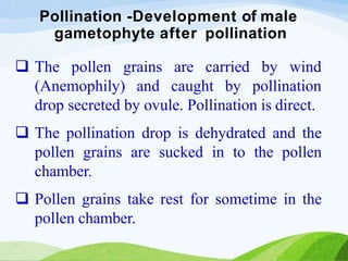 Pollination -Development of male
gametophyte after pollination
 The pollen grains are carried by wind
(Anemophily) and caught by pollination
drop secreted by ovule. Pollination is direct.
 The pollination drop is dehydrated and the
pollen grains are sucked in to the pollen
chamber.
 Pollen grains take rest for sometime in the
pollen chamber.
 