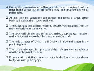  During the germination of pollen grain the exine is ruptured and the
inner intine comes out in the form a tube like structure known as
pollen tube.
 At this time the generative cell divides and forms a larger, upper
body cell and smaller , lower stalk cell.
 The pollen tube acts as haustorium to absorb food materials from the
nucellus besides as sperm carrier.
 The body cell divides and forms two naked , top shaped , motile ,
multiciliated antherozoids. The cilia are in 4–5 spirals.
 The male gametes of Cycas are 180–210 μ in size and largest in the
plant kingdom.
 The pollen tube apex is ruptured and the male gametes are released
into the archegonial chamber.
 Presence of multiciliated male gametes is the fern character shown
by Cycas male gametophyte
 