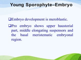 Young Sporophyte–Embryo
Embryo development is meroblastic.
Pro embryo shows upper haustorial
part, middle elongating suspensors and
the basal meristematic embryonal
region.
 
