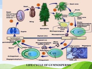 LIFE CYCLE OF GYMNOSPERMS
 