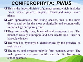 CONIFEROPHYTA: PINUS
 This is the largest division of gymnosperms, which includes
Pines, Yews, Spruces, Junipers, Cedars and many more
plants
 With approximately 588 living species, this is the most
diverse and by far the most ecologically and economically
important gymnosperm group
 They are usually long, branched and evergreen trees. The
branches usually dimorphic and bear needle like, linear or
lanceolate leaves.
 The wood is pycnoxylic, characterised by the presence of
resin canals.
 The micro and megasporophylls form compact cones. The
male gametes are non- motile and the fertilization is
siphonogamous.
 