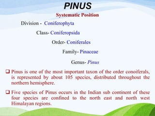 PINUS
Systematic Position
Division - Coniferophyta
Class- Coniferopsida
Order- Coniferales
Family- Pinaceae
Genus- Pinus
 Pinus is one of the most important taxon of the order conoiferals,
is represented by about 105 species, distributed throughout the
northern hemisphere.
 Five species of Pinus occurs in the Indian sub continent of these
four species are confined to the north east and north west
Himalayan regions.
 