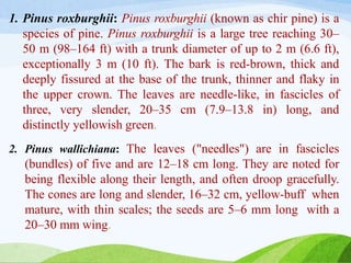 1. Pinus roxburghii: Pinus roxburghii (known as chir pine) is a
species of pine. Pinus roxburghii is a large tree reaching 30–
50 m (98–164 ft) with a trunk diameter of up to 2 m (6.6 ft),
exceptionally 3 m (10 ft). The bark is red-brown, thick and
deeply fissured at the base of the trunk, thinner and flaky in
the upper crown. The leaves are needle-like, in fascicles of
three, very slender, 20–35 cm (7.9–13.8 in) long, and
distinctly yellowish green.
2. Pinus wallichiana: The leaves ("needles") are in fascicles
(bundles) of five and are 12–18 cm long. They are noted for
being flexible along their length, and often droop gracefully.
The cones are long and slender, 16–32 cm, yellow-buff when
mature, with thin scales; the seeds are 5–6 mm long with a
20–30 mm wing.
 