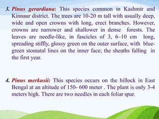 3. Pinus gerardiana: This species common in Kashmir and
Kinnaur district. The trees are 10-20 m tall with usually deep,
wide and open crowns with long, erect branches. However,
crowns are narrower and shallower in dense forests. The
leaves are needle-like, in fascicles of 3, 6–10 cm long,
spreading stiffly, glossy green on the outer surface, with blue-
green stomatal lines on the inner face; the sheaths falling in
the first year.
4. Pinus merkusii: This species occurs on the hillock in East
Bengal at an altitude of 150- 600 meter . The plant is only 3-4
meters high. There are two needles in each foliar spur.
 