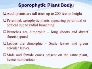 Sporophytic Plant Body
Adult plants are tall trees up to 200 feet in height
Perennial, xerophytic plants appearing pyramidal or
conical due to radial branching
Branches are dimorphic – long shoots and dwarf
shoots (spurs)
Leaves are dimorphic – Scale leaves and green
acicular leaves
Male and female cones present on the same plant,
hence monoecious
 