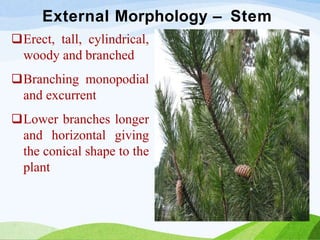 Gymnosperms.pptx