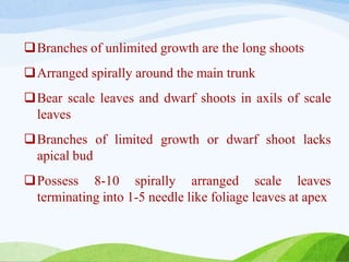 Branches of unlimited growth are the long shoots
Arranged spirally around the main trunk
Bear scale leaves and dwarf shoots in axils of scale
leaves
Branches of limited growth or dwarf shoot lacks
apical bud
Possess 8-10 spirally arranged scale leaves
terminating into 1-5 needle like foliage leaves at apex
 