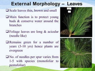External Morphology – Leaves
 Scale leaves thin, brown and small
 Main function is to protect young
buds & conserve water around the
branches
 Foliage leaves are long & acicular
(needle like)
 Remains green for a number of
years (3-10 yrs) hence plants are
evergreen
 No. of needles per spur varies from
1-5 with species (monofoliar to
pentafoliar)
 