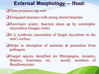 External Morphology – Root
Plant possesses tap root
Elongated structure with strong lateral branches
Root-hairs scanty; function taken up by ectotrophic
mycorrhiza (fungus roots)
It is symbiotic association of fungal mycelium on the
root’s surface
Helps in absorption of nutrients & protection from
pathogens
Fungal species identified are Rhizopogon, Amanita,
Boletus, Entoloma, etc. – mostly members of
Basidiomycetes
 