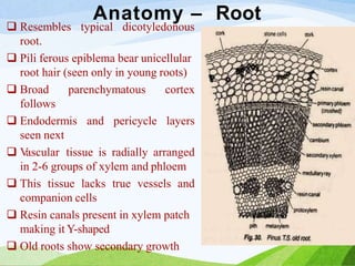 Anatomy – Root
 Resembles typical dicotyledonous
root.
 Pili ferous epiblema bear unicellular
root hair (seen only in young roots)
parenchymatous cortex
and pericycle layers
 Broad
follows
 Endodermis
seen next
 V
ascular tissue is radially arranged
in 2-6 groups of xylem and phloem
 This tissue lacks true vessels and
companion cells
 Resin canals present in xylem patch
making it Y-shaped
 Old roots show secondary growth
 