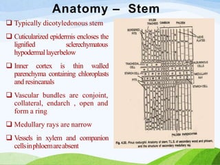 Anatomy – Stem
 Typically dicotyledonous stem
 Cuticularized epidermis encloses the
lignified sclerechymatous
hypodermallayerbelow
 Inner cortex is thin walled
parenchyma containing chloroplasts
and resincanals
 Vascular bundles are conjoint,
collateral, endarch , open and
form a ring
 Medullary rays are narrow
 Vessels in xylem and companion
cellsinphloemareabsent
 