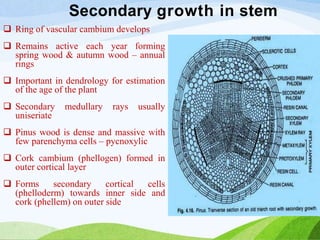 Secondary growth in stem
 Ring of vascular cambium develops
 Remains active each year forming
spring wood & autumn wood – annual
rings
 Important in dendrology for estimation
of the age of the plant
 Secondary medullary rays usually
uniseriate
 Pinus wood is dense and massive with
few parenchyma cells – pycnoxylic
 Cork cambium (phellogen) formed in
outer cortical layer
 Forms secondary cortical cells
(phelloderm) towards inner side and
cork (phellem) on outer side
 