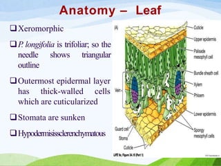 Anatomy – Leaf
Xeromorphic
P
. longifolia is trifoliar; so the
needle shows triangular
outline
Outermost epidermal layer
has thick-walled cells
which are cuticularized
Stomata are sunken
Hypodermisissclerenchymatous
 