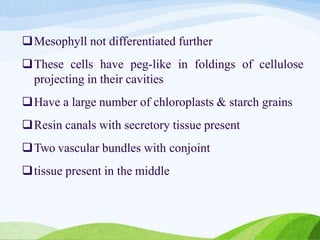 Mesophyll not differentiated further
These cells have peg-like in foldings of cellulose
projecting in their cavities
Have a large number of chloroplasts & starch grains
Resin canals with secretory tissue present
Two vascular bundles with conjoint
tissue present in the middle
 
