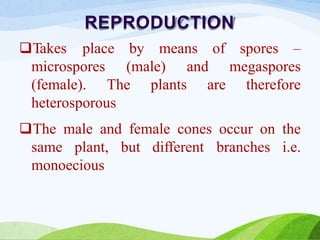 REPRODUCTION
Takes place by means of spores –
microspores (male) and
(female). The plants are
megaspores
therefore
heterosporous
The male and female cones occur on the
same plant, but different branches i.e.
monoecious
 