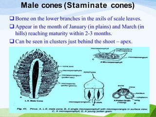 Male cones (Staminate cones)
 Borne on the lower branches in the axils of scale leaves.
 Appear in the month of January (in plains) and March (in
hills) reaching maturity within 2-3 months.
 Can be seen in clusters just behind the shoot – apex.
 