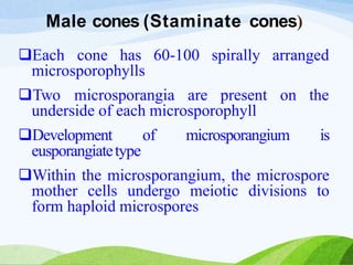 Male cones (Staminate cones)
Each cone has 60-100 spirally arranged
microsporophylls
Two microsporangia are present on the
underside of each microsporophyll
Development of microsporangium is
eusporangiatetype
Within the microsporangium, the microspore
mother cells undergo meiotic divisions to
form haploid microspores
 