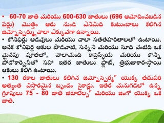 • 60-70 జాతి మరియు 600-630 జాతులు (696 ఆమోదించబడిన
పేర్ల
ు ) మొత్
త ిం ఆర్ల నిండి ఎనిమిద కుటింబాలు కలిగిన
జిమోోస్పెర్లలు చాలా ఎకుువగా ఉన్నోయి.
• కోనిఫర్ల
ు అడవులు మరియు చాలా సత్త్హరితాలతో ఉింటాయి.
అనేక కోనిఫెర్
ు ఆకుల పొడవాటి, సనోని మరియు సూద వింటిద ఒక
మ
ై నపు పూత్తో, చాలామింద కాప్ర
ె స్సీయే మరియు కొనిో
పోడోకార్పెస్సతో సహా ఇత్ర్ జాతులు ఫ్ల
ు ట్, తి
ి భుజాకార్-స్థ
ా యి
ఆకులు కలిగి ఉింటాయి.
• 130 ర్కాల జాతులు కలిగిన జిమోోస్పెర్ల్ యొకు త్దుపరి
అత్యింత్ విస్థ
త ర్మ
ై న బ ిందిం స్ప
ై కాడ్ల
ు . ఇత్ర్ మనగడలో ఉనో
గ్ర
ూ పులు 75 - 80 జాతి జీటాలేలీ్ మరియు జిింగో యొకు ఒక
జాతి.
 