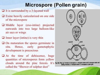 Microspore (Pollen grain)
 It is surrounded by a 3-layered wall
 Exine heavily cuticularized on one side
of the microspore
 Middle layer (exo-intine) projected
outwards into two large balloon-like
air sacs or wings
 Inner layer (intine) is very thin
 On maturation the spores germinate in
situ. Hence, early gametophytic
development is precocious
 At the time of dehiscence, huge
quantities of microspores form yellow
clouds around the pine forests. It’s
called the “Shower of sulphur dust”
 