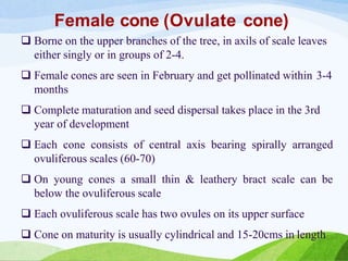 Female cone (Ovulate cone)
 Borne on the upper branches of the tree, in axils of scale leaves
either singly or in groups of 2-4.
 Female cones are seen in February and get pollinated within 3-4
months
 Complete maturation and seed dispersal takes place in the 3rd
year of development
 Each cone consists of central axis bearing spirally arranged
ovuliferous scales (60-70)
 On young cones a small thin & leathery bract scale can be
below the ovuliferous scale
 Each ovuliferous scale has two ovules on its upper surface
 Cone on maturity is usually cylindrical and 15-20cms in length
 