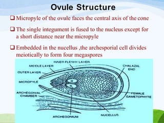 Ovule Structure
 Micropyle of the ovule faces the central axis of the cone
 The single integument is fused to the nucleus except for
a short distance near the micropyle
 Embedded in the nucellus ,the archesporial cell divides
meiotically to form four megaspores
 