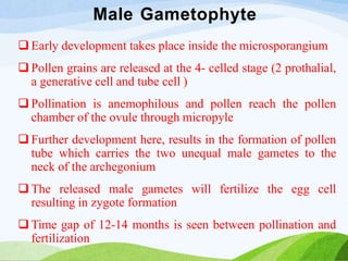 Male Gametophyte
 Early development takes place inside the microsporangium
 Pollen grains are released at the 4- celled stage (2 prothalial,
a generative cell and tube cell )
 Pollination is anemophilous and pollen reach the pollen
chamber of the ovule through micropyle
 Further development here, results in the formation of pollen
tube which carries the two unequal male gametes to the
neck of the archegonium
 The released male gametes will fertilize the egg cell
resulting in zygote formation
 Time gap of 12-14 months is seen between pollination and
fertilization
 