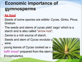 Economic importance of
gymnosperms
sed for making
egetables.
ith of
As food
Seeds of some species are edible: Cycas, Ginko, Pinus,
Gnetum
The seeds and stems of cycas yield ‘sago’ which is a
starch and is also called “arrow root”.
Zamia is a rich source of starch.
Seeds and stem of Cycas revoluta u
wine.
young leaves of Cycas cooked as v
kaffir bread’ prepared from the stem p
Encephalartos.
 