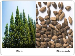 Pinus Pinus seeds
 