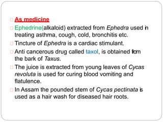 As medicine
Ephedrine(alkaloid) extracted from Ephedra used in
treating asthma, cough, cold, bronchitis etc.
Tincture of Ephedra is a cardiac stimulant.
Anti cancerous drug called taxol, is obtained from
the bark of Taxus.
The juice is extracted from young leaves of Cycas
revoluta is used for curing blood vomiting and
flatulence.
In Assam the pounded stem of Cycas pectinata is
used as a hair wash for diseased hair roots.
 