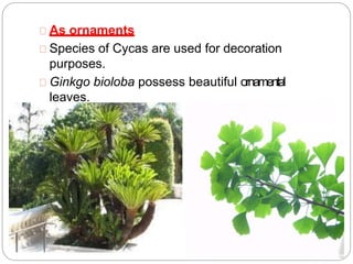 As ornaments
Species of Cycas are used for decoration
purposes.
Ginkgo bioloba possess beautiful ornamental
leaves.
Thuja, Pinus, Taxus etc are grown in parks.
 