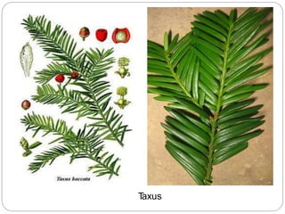T
axus
 