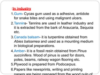 In industry
1.Gum- Cycas gum used as a adhesive, antidote
for snake bites and using malignant ulcers.
2.Tannins- Tannins are used in leather industry and
it is extracted from the bark of Araucaria, Sequoia
etc.
3.Canada balsam- it is turpentine obtained from
Abies balsamea and used as a mounting medium
in biological preparations.
4.Amber- it is a fossil resin obtained from Pinus
succinifera. Wood of pinus is used for doors,
poles, beams, railway wagon flooring etc.
5.Plywood is prepared from Podocarpus.
6.Papers like newsprints, writing and printing
 
