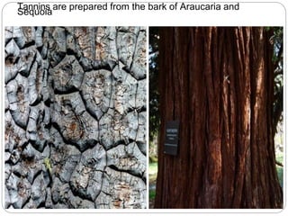 Tannins are prepared from the bark of Araucaria and
Sequoia
 