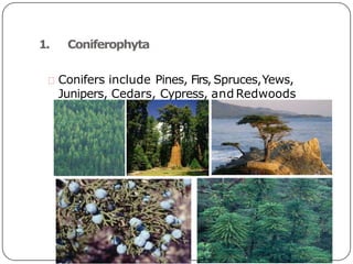 1. Coniferophyta
Conifers include Pines, Firs, Spruces,Yews,
Junipers, Cedars, Cypress, and Redwoods
 