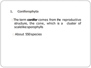 1. Coniferophyta
The term conifer comes from the reproductive
structure, the cone, which is a cluster of
scalelikesporophylls
About 550species
 