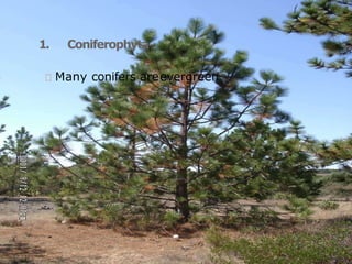 1. Coniferophyta
Many conifers areevergreen
 