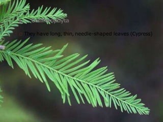 1. Coniferophyta
They have long, thin, needle-shaped leaves (Cypress)
 