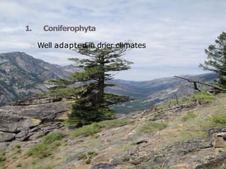1. Coniferophyta
Well adapted in drier climates
 