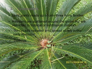 2. Cycadophyta
• Seed plants made up of only three living families
• Members are scattered around the globe but are
restricted to tropical or subtropical climates
• The cycads radiated and spread widely in the
early Mesozoic
• Dioecius
 