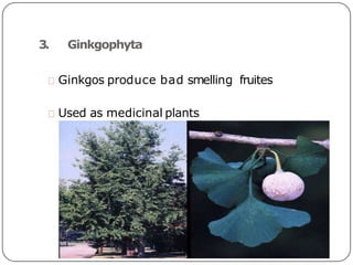 3. Ginkgophyta
Ginkgos produce bad smelling fruites
Used as medicinal plants
 