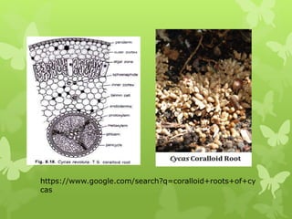 Cyc Root Gymnosperms.pptx