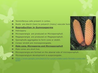 Gymnosperms.pptx