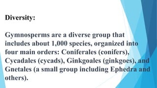 Diversity:
Gymnosperms are a diverse group that
includes about 1,000 species, organized into
four main orders: Coniferales (conifers),
Cycadales (cycads), Ginkgoales (ginkgoes), and
Gnetales (a small group including Ephedra and
others).
 