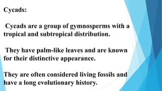 Cycads:
Cycads are a group of gymnosperms with a
tropical and subtropical distribution.
They have palm-like leaves and are known
for their distinctive appearance.
They are often considered living fossils and
have a long evolutionary history.
 