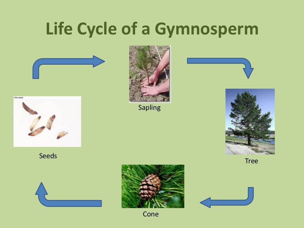 Gymnosperms & angiosperms