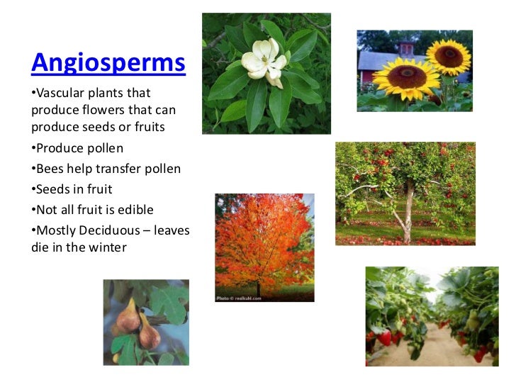 Gymnosperms & angiosperms