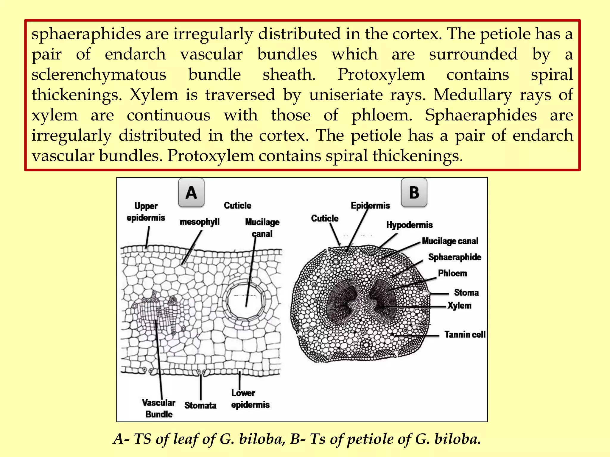 Gymnosperms (BOT 503) Morphology and Anatomy By Dr. Prabha Dhondiyal ...