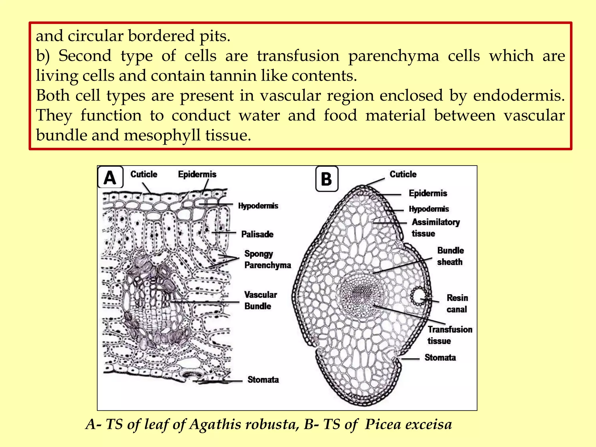 Gymnosperms (BOT 503) Morphology and Anatomy By Dr. Prabha Dhondiyal ...