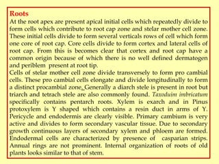 Triarch Root Gymnosperms (BOT 503) Morphology and Anatomy By Dr. Prabha Dhondiyal ...